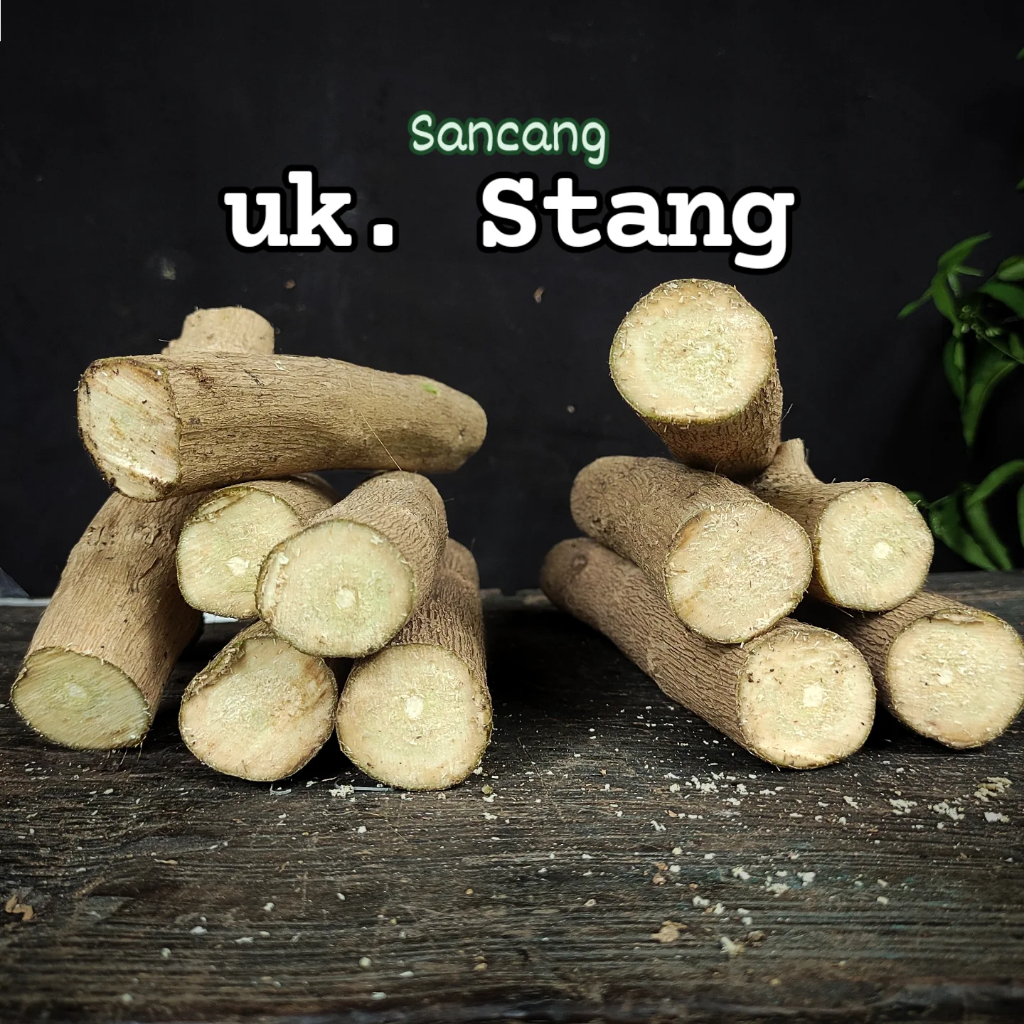 Setek Stek Sancang Besar Fresh Ukuran Setang Motor. Stek Tanaman Hias dan Bibit Bonsai Sancang