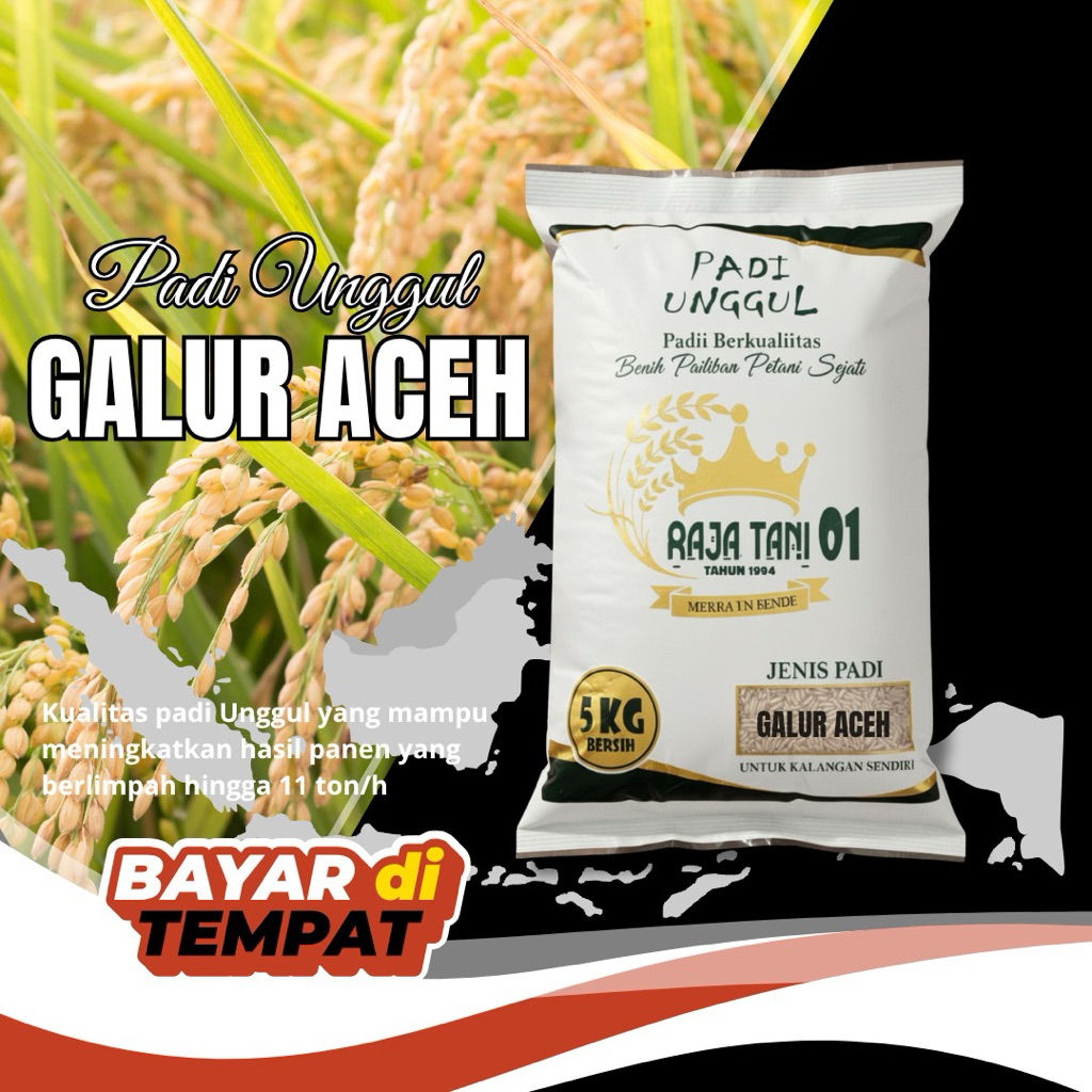 benih padi unggul galur aceh original 5kg