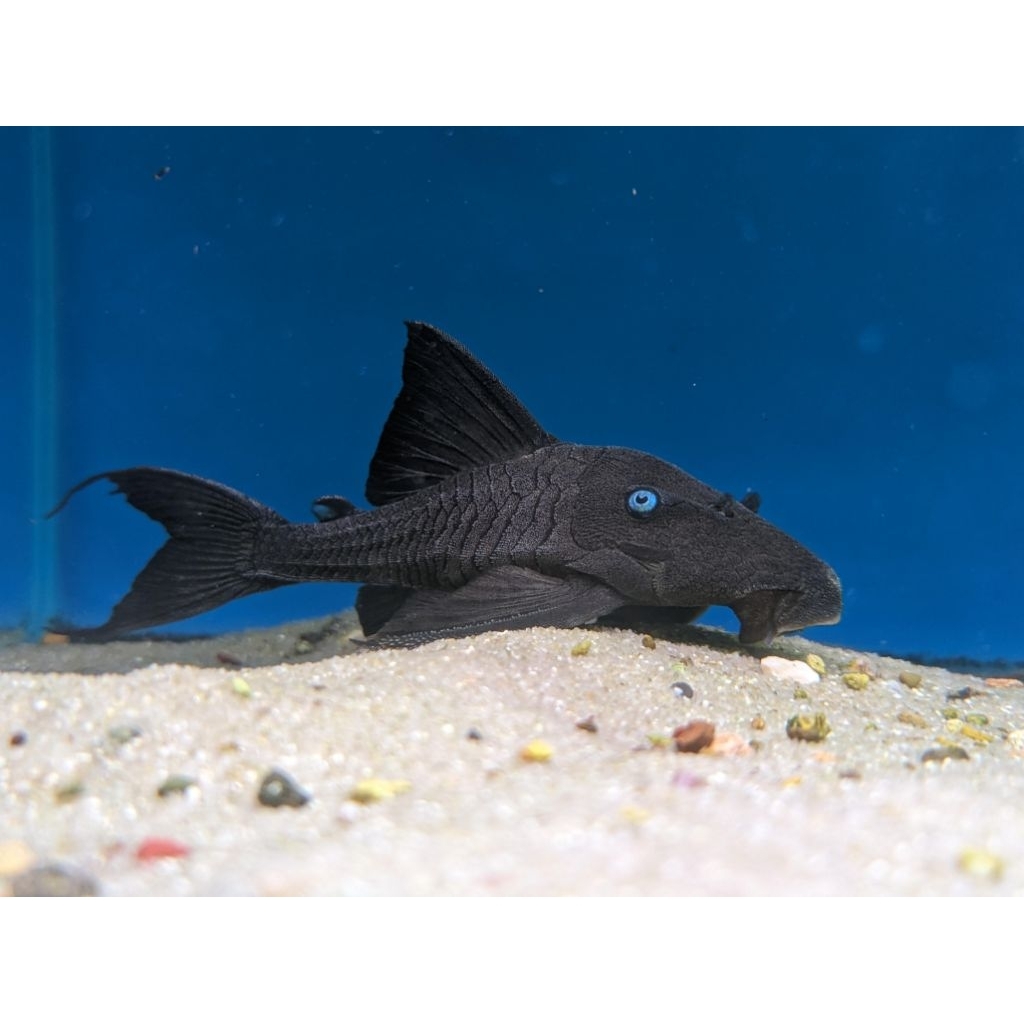 Ikan sapu-sapu pleco blue eyed cochliodon