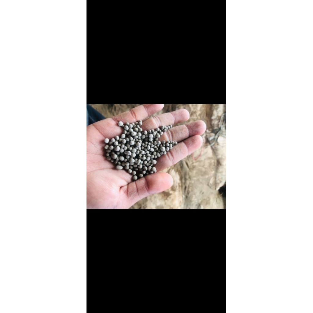 PUPUK SP36 ISI  ( 1KG ) kemasan repack