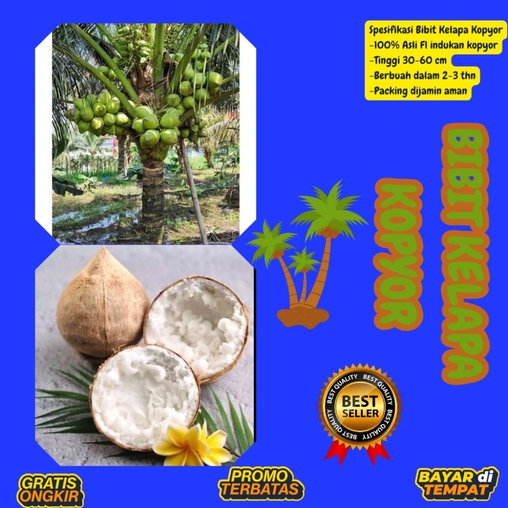 POHON PENDEK  Bibit Kelapa Kopyor Harga, Bibit Kelapa Kopyor Jelly, Bibit Kelapa Kopyor Jelly Thaila