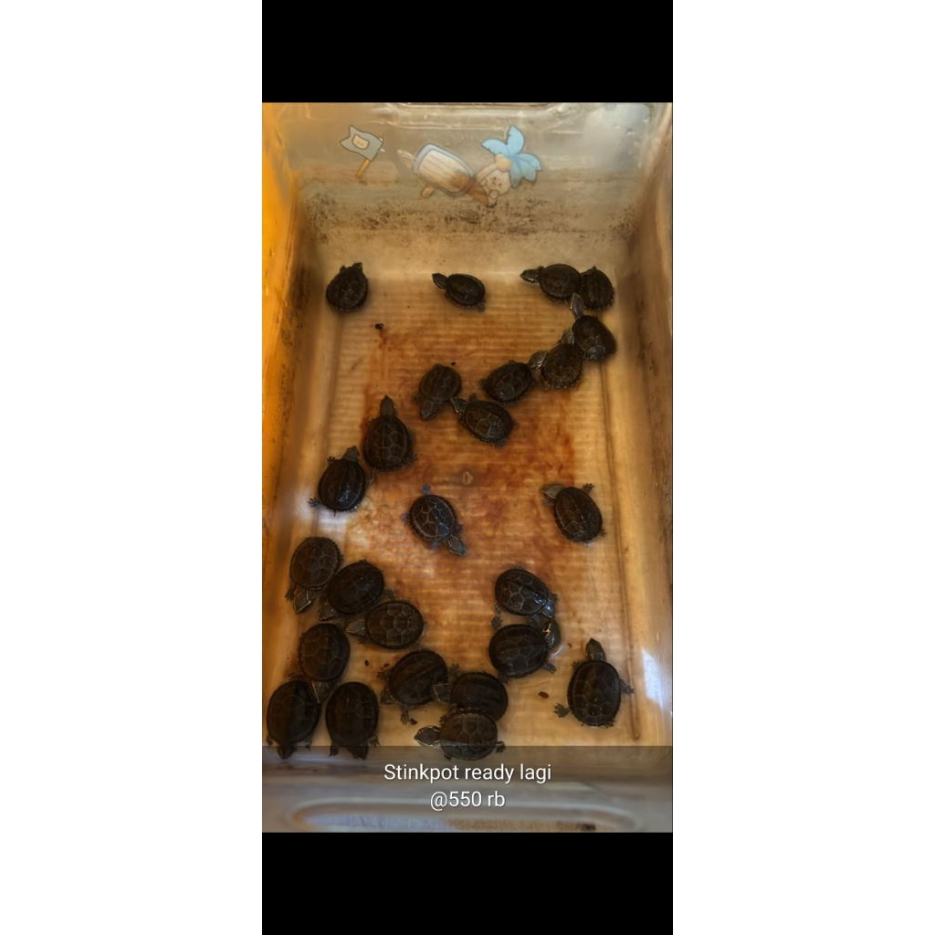 stinkpot Kura Grade A Musk