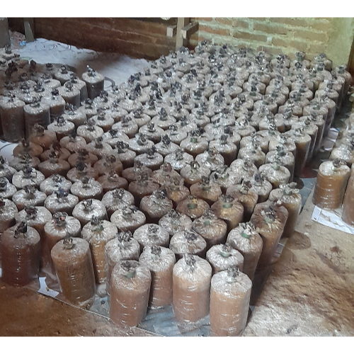 Media Jamur Tanpa Bibit, tinggal memberikan bibit jamur. di anjurkan bibit jamur tiram.