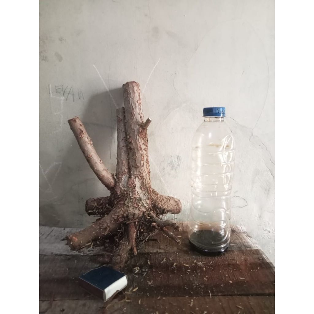 bahan bonsai santigi | santigi | santigi karang