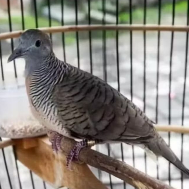 BURUNG PERKUTUT LOKAL BERKUALITAS