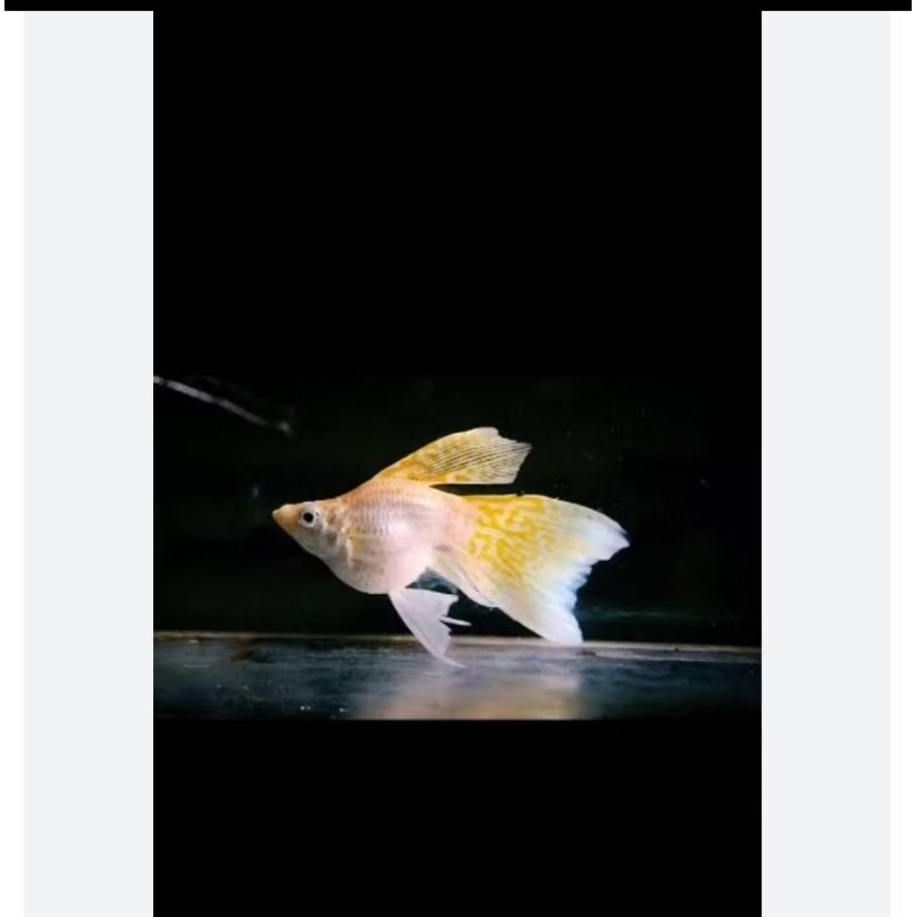 STICKER MOLLY VEILTAIL BALLON MOLLIEs