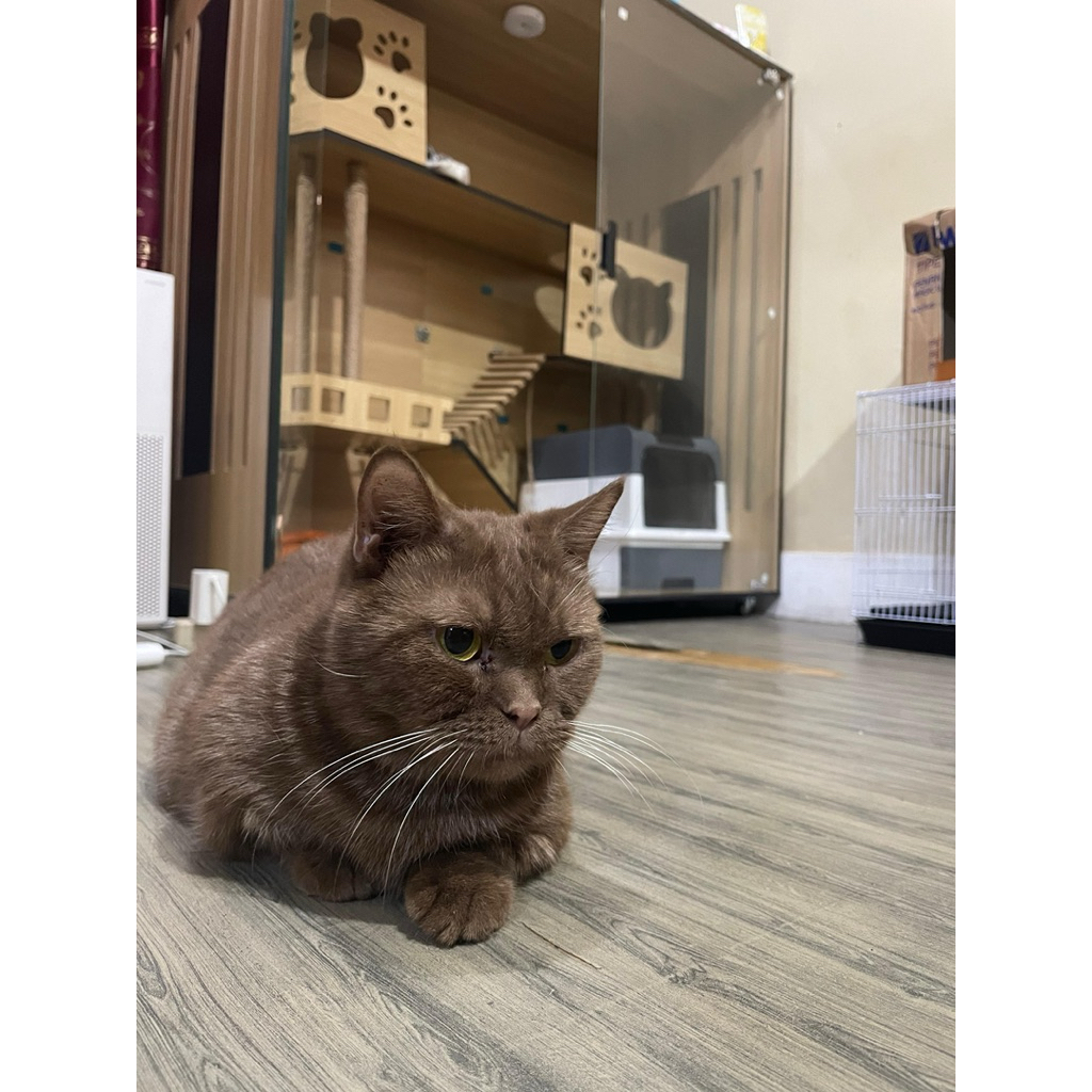 boneka bsh munchkin cinnamon import ped