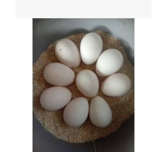 (20 butir) telur ayam kampung elba x wl fertil