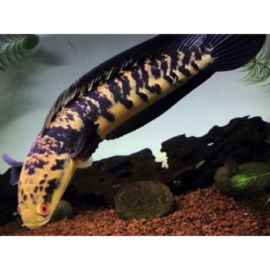 Channa Maru Yellow Sentarum 25cm super memtality hiasan aquarium