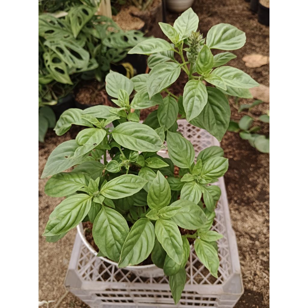 BIBIT KEMANGI LALABAN LALAPAN RIMBUN / SURAWUNG RIMBUN