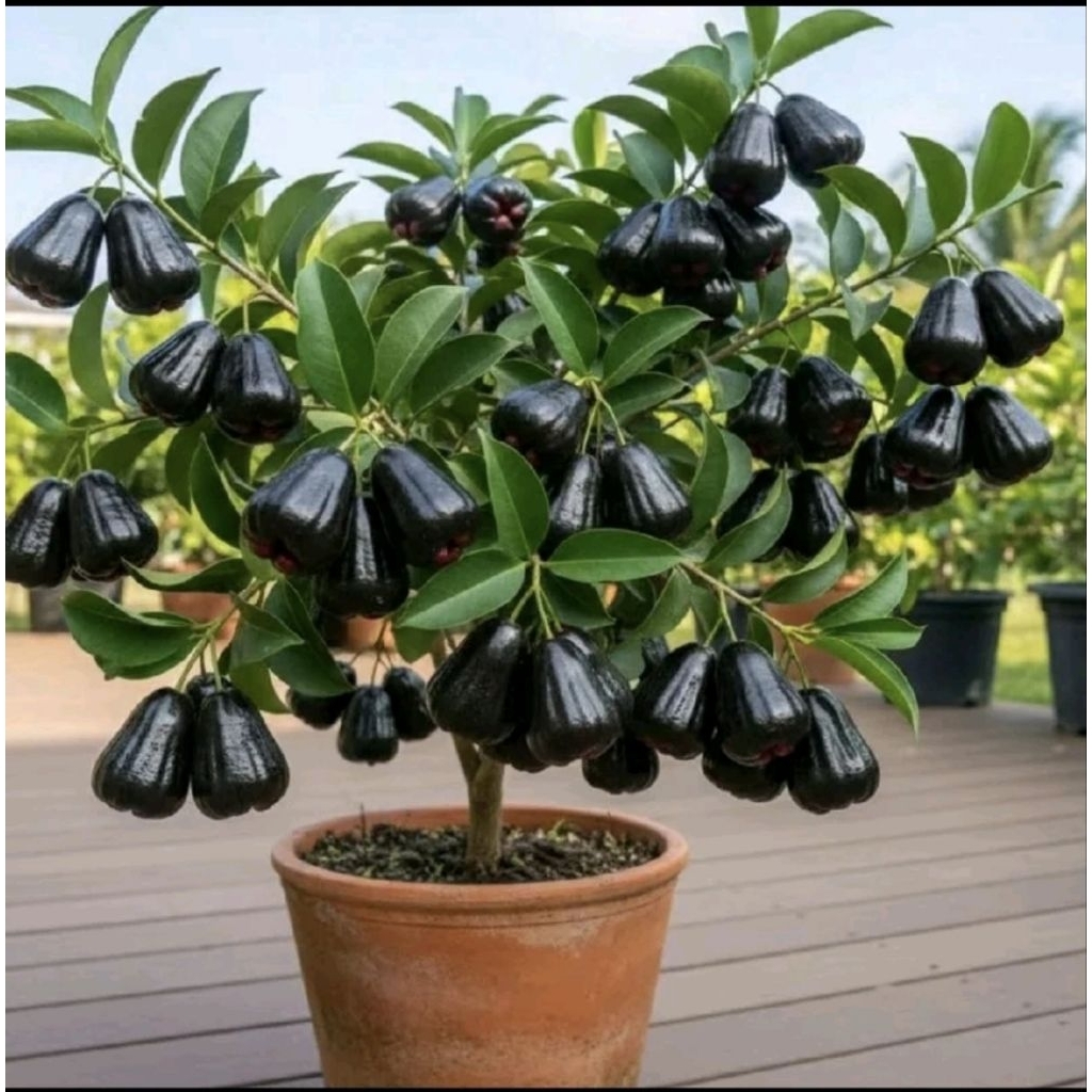 bibit jambu air hitam black guava