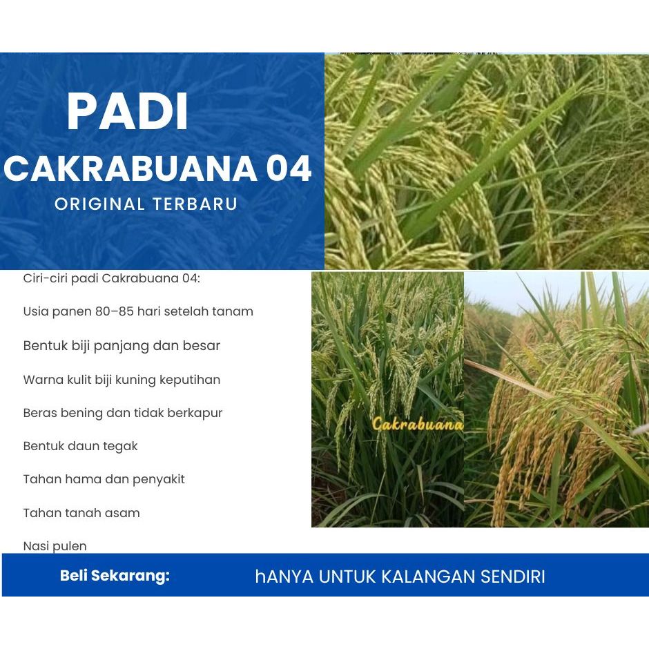Bibit Benih Padi CAKRABUANA 04 ORIGINAL Kemasan 5 Kg