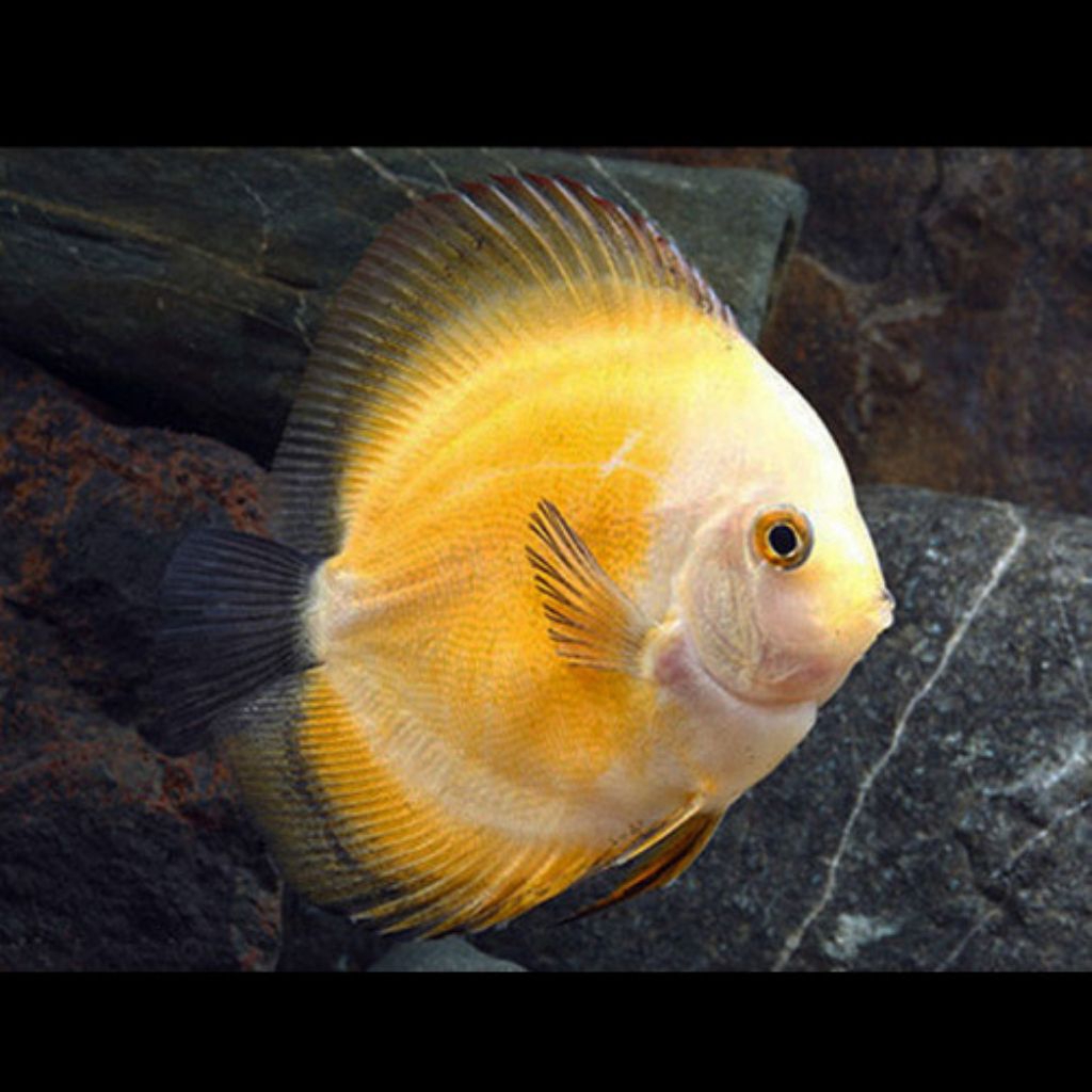 Ikan Hias Oscar Yellow Pigeon Ukuran Lebar 3 Jari Pilihan Kualitas Terbaik