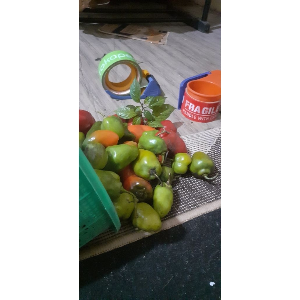 cabe gendot dieng | cabai