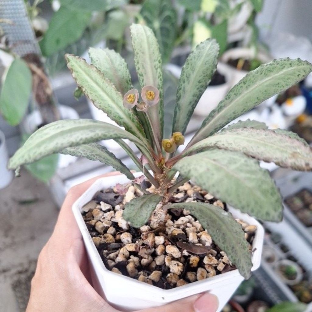Euphorbia francoisii