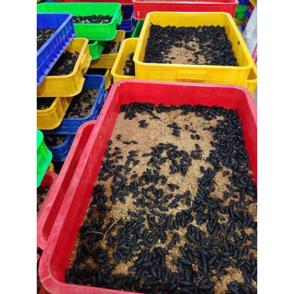 Kumbang ulat jerman 1000 gram + bimbingan sampai bisa /budidaya ular jerman