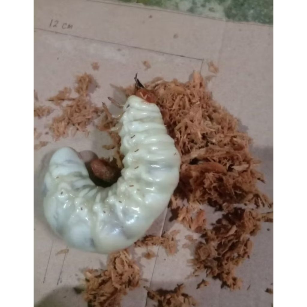 Larva Dorcus titanus jantan