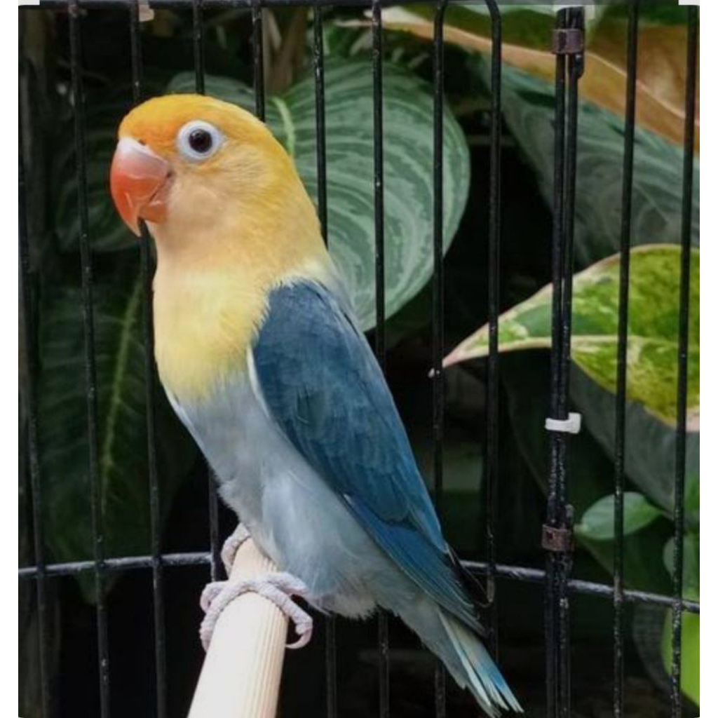 LOVEBIRD PB(PARBLUE) MURAH ][ LANGSUNG DIKIRIM