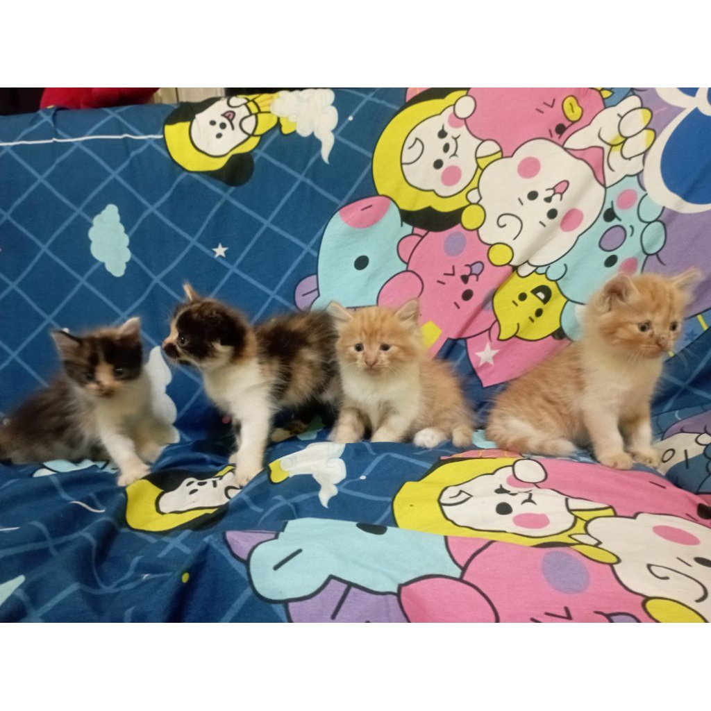 READY STOCK Anak Kucing Kitten Persia Medium Hidup Asli Hewan Peliharaan Pus Lucu Imut Adopt Promo M