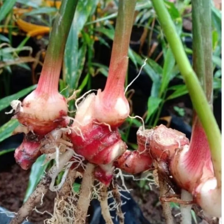 bibit jahe merah/jahe merah rimpang bagus per 10 pcs