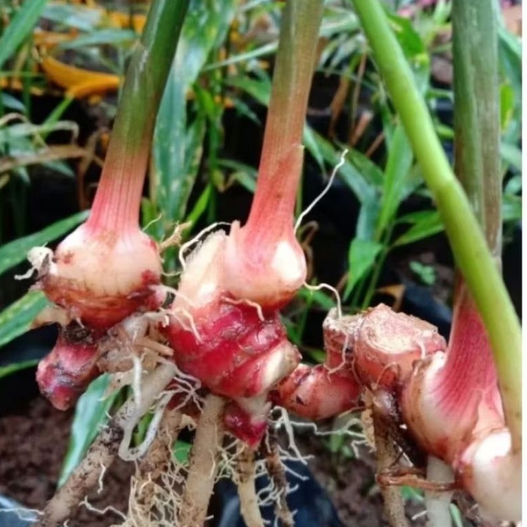 bibit jahe merah siap tanam, bibit jahe rimpang