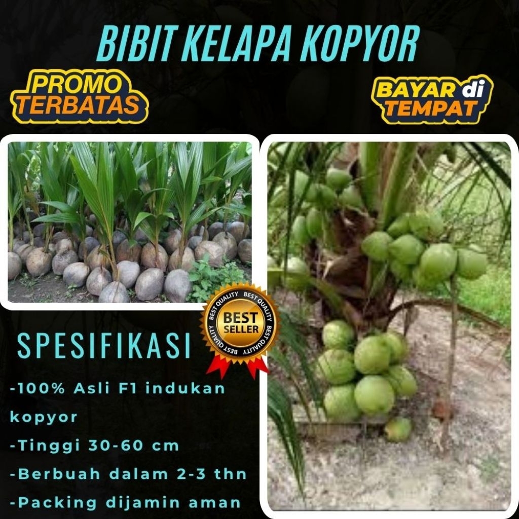 PROMO  Bibit Kelapa Kopyor, Bibit Kelapa Kopyor Asli, Bibit Kelapa Kopyor Bersertifikat