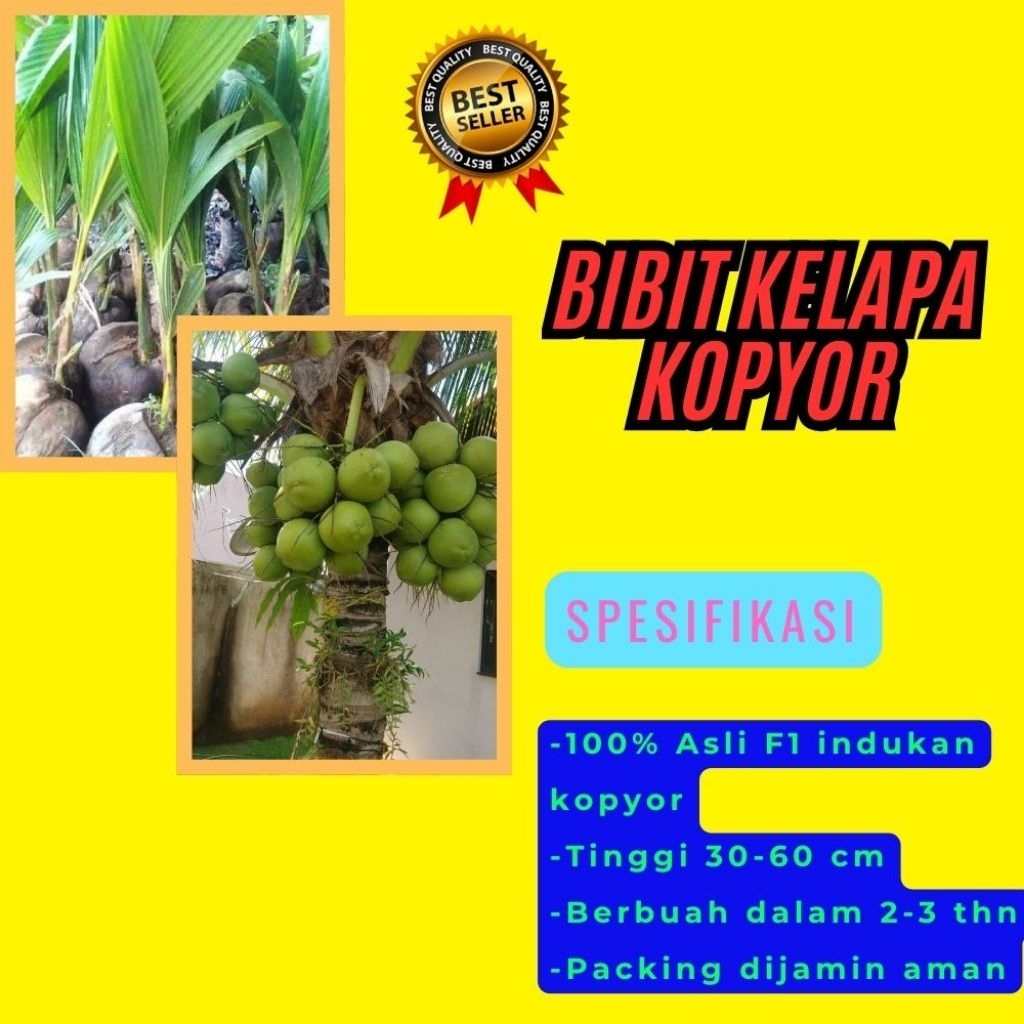 POHON PENDEK  Bibit Kelapa Kopyor Harga, Bibit Kelapa Kopyor Jelly, Bibit Kelapa Kopyor Jelly Thaila