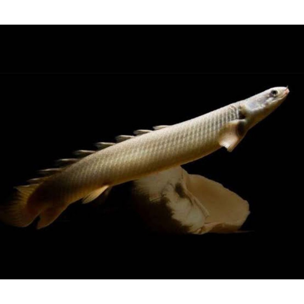 Ikan Hias Palmas Senegalus Ukuran Jumbo 20-25 Cm Pilihan Kualitas Terbaik