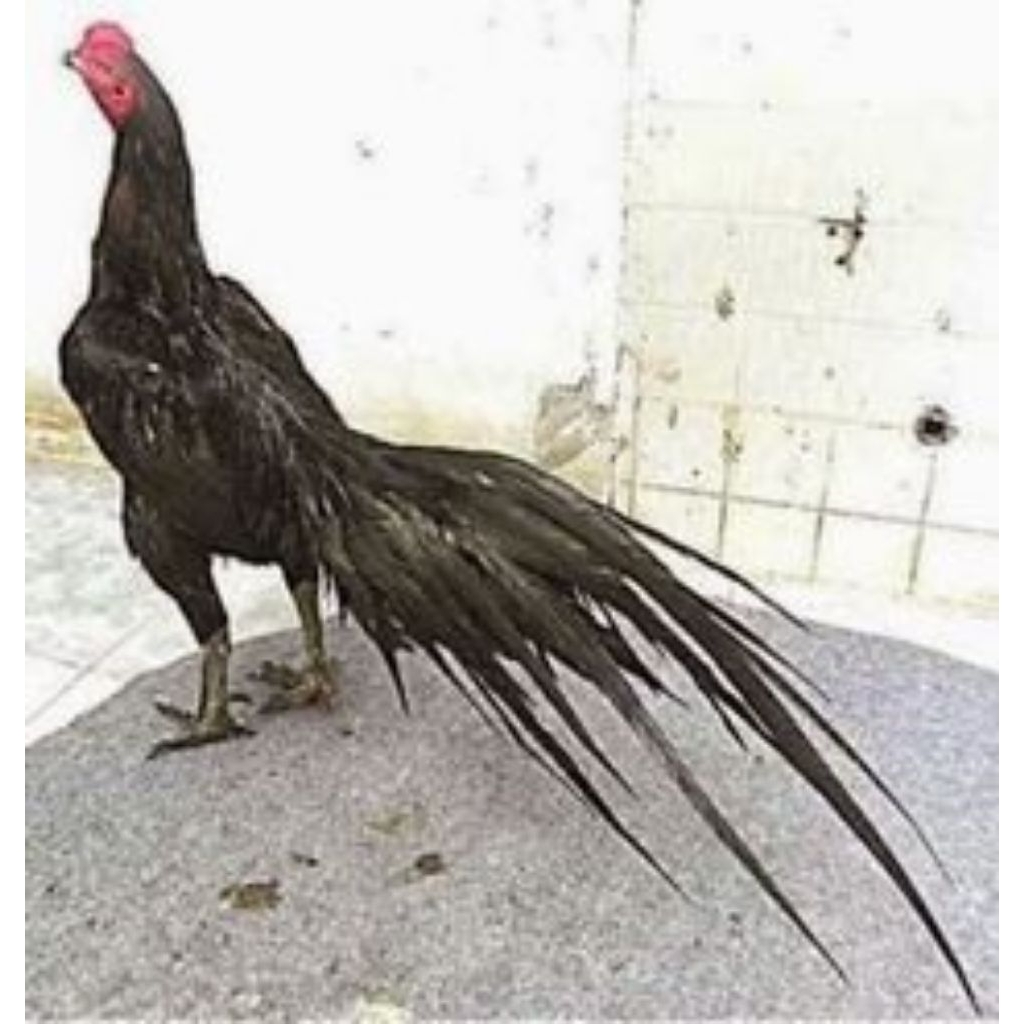 Telur Tetas Ayam Bangkok Ekor Lidi Larkumbang Fertil siap untuk ditetaskan