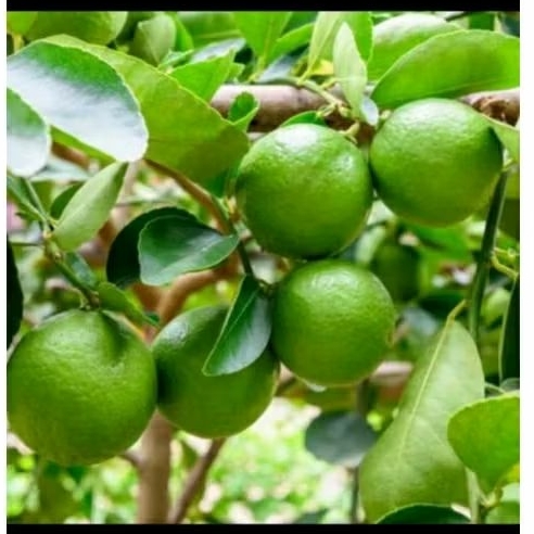 Bibit cangkok jeruk nipis cepat berbuah