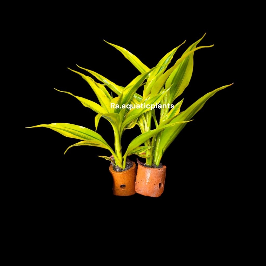 Bambu hoki/ Sri rejeki tanaman aquascape hiasan aquarium