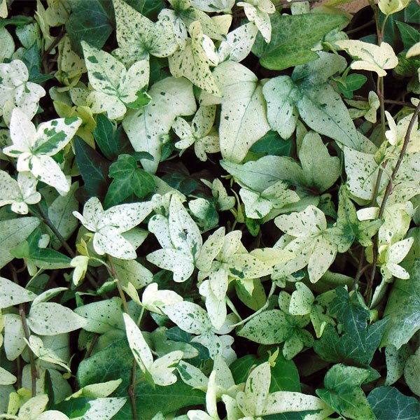 Hedera Helix Snow White - Tanaman Hias