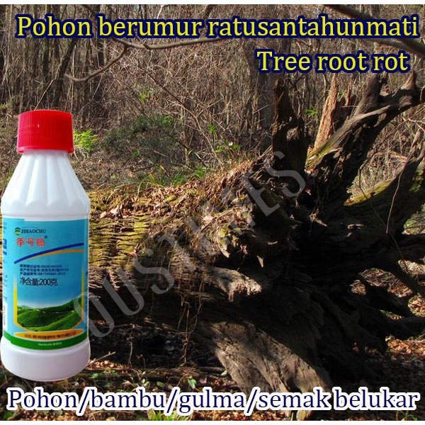 Racun rumput paling ampuh tree killer obat pembasmi rumput herbisida obat pembasmi rumput liar ampuh