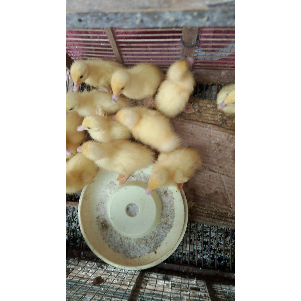 BIBITAN ENTOK JUMBO||ASLI JUMBO