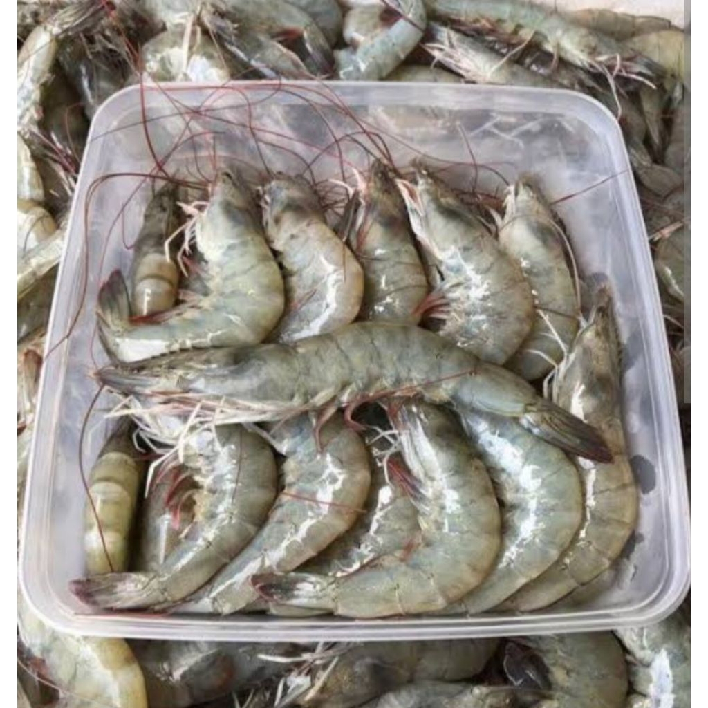 Udang Segar, Udang Vaname,  Udang Konsumsi Vaname