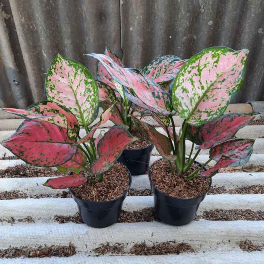 Aglonema dut anjamani ukuran remaja daun bagus