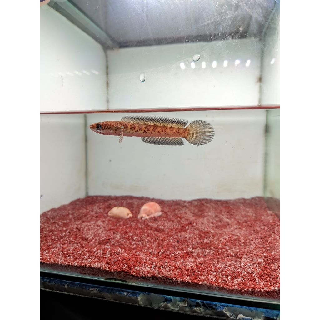 Stiker Channa Auranti Wc 8-9cm Gondrong