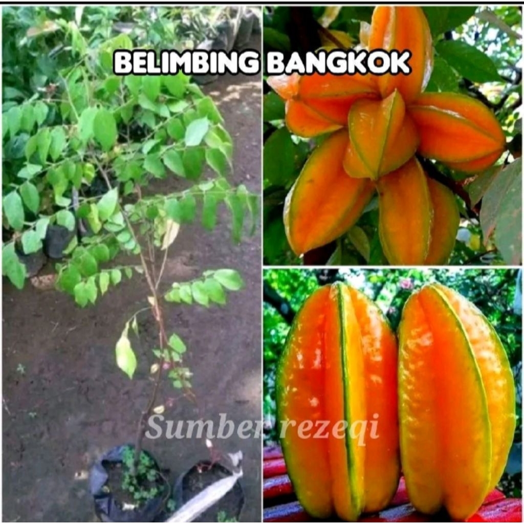 bibit belimbing Bangkok merah
