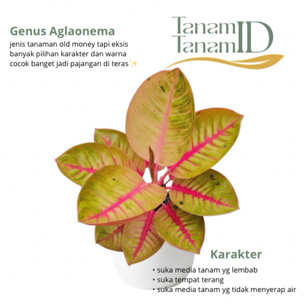 Aglaonema goliath - Aglaonema goliath size remaja