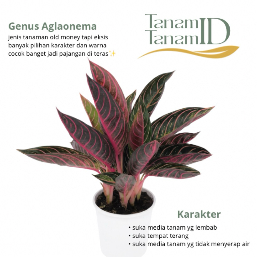 Aglaonema red sumatera - Aglaonema pride of sumatera