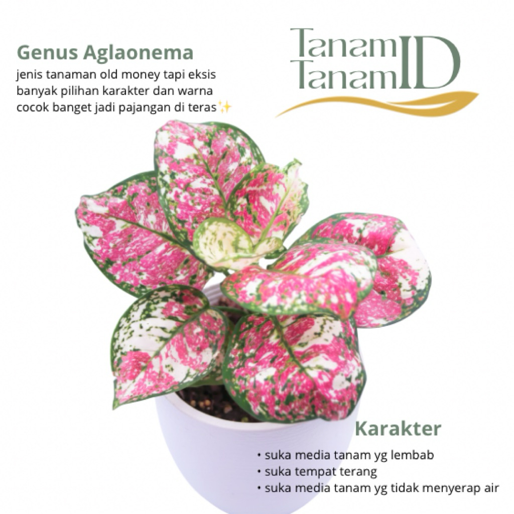 Aglaonema dut tricolor - Aglaonema 3 colour