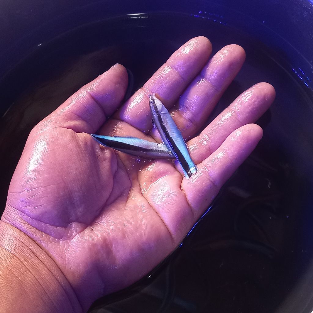 ikan hias air laut dokter B