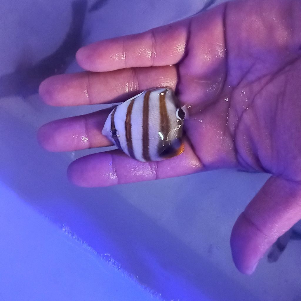 ikan hias air laut kepe strip