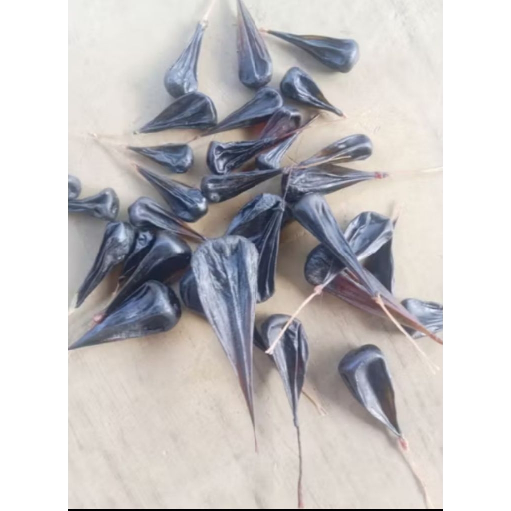 empedu biawak mengobati penyakit asma diabetes sesak nafas