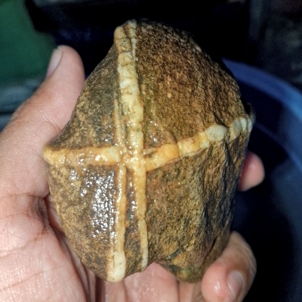 batu tapak jalak urat timbul bahan tapak jalak tali timbul