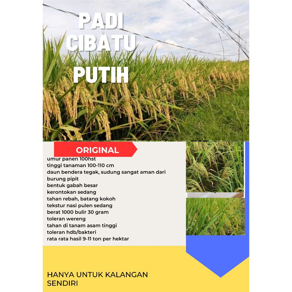 Padi CIBATU PUTIH Kemasan 1 Kg