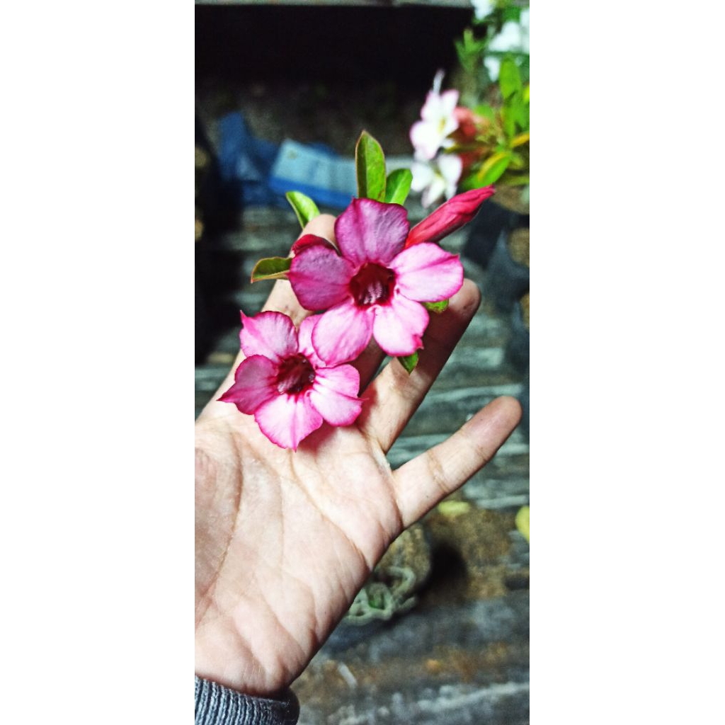 Adenium Bunga Single