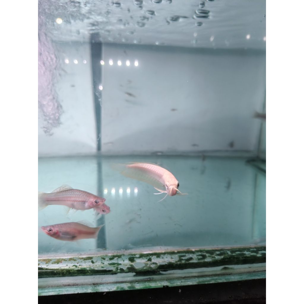 Hiasan aquarium arowana silver albino