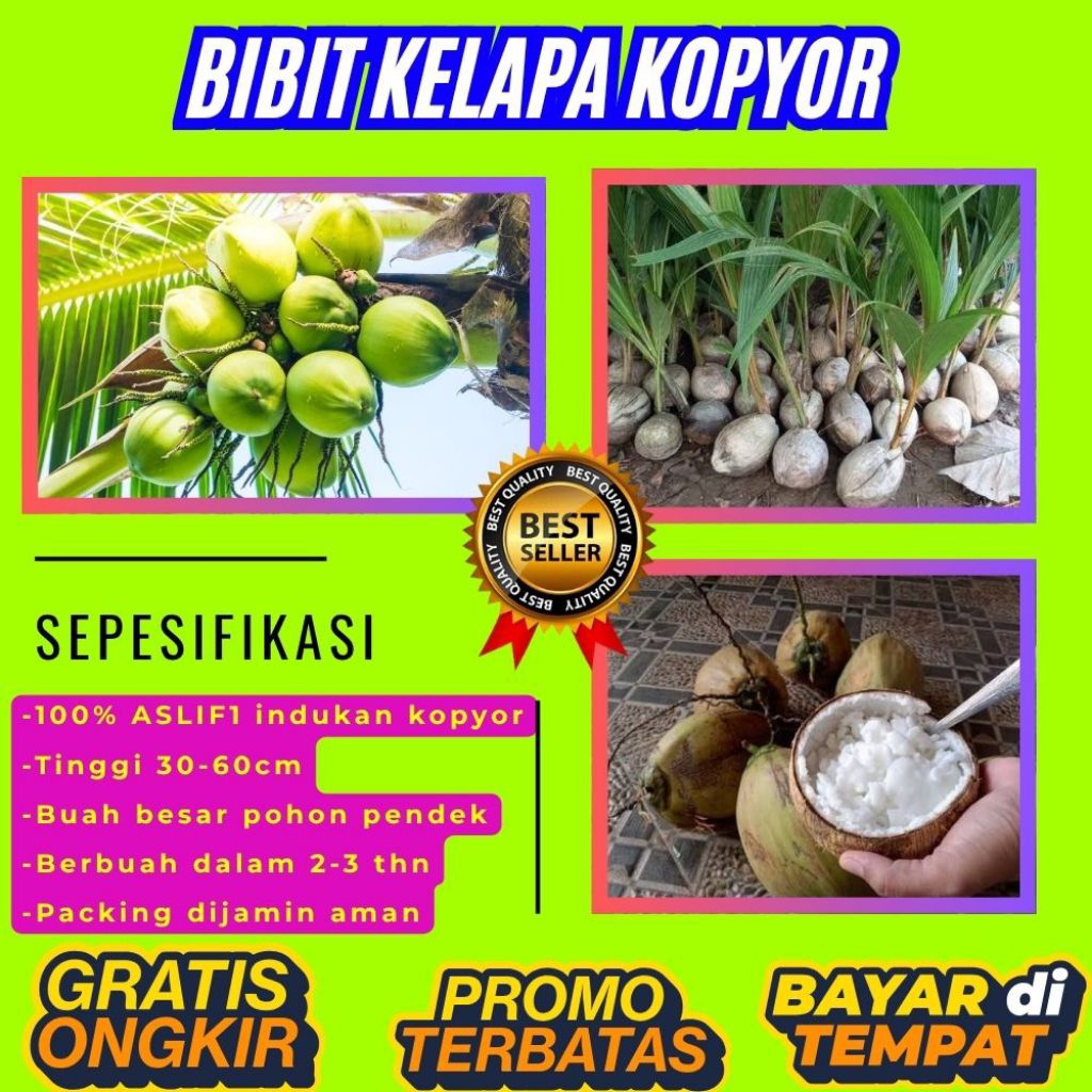 DIJAMIN ASLI !! Pohon Kelapa Kopyor Kultur Jaringan