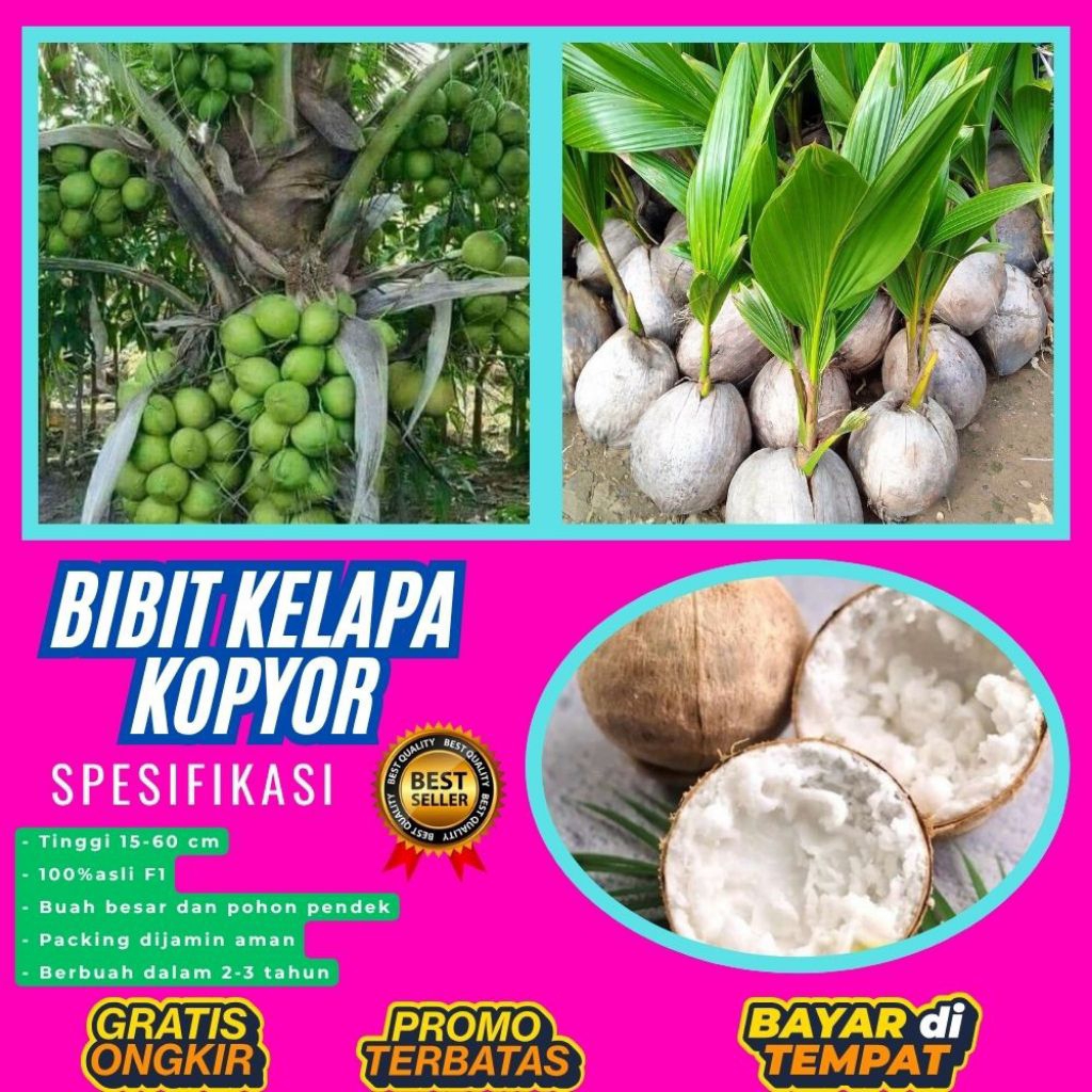 PROMO  Bibit Kelapa Kopyor, Bibit Kelapa Kopyor Asli, Bibit Kelapa Kopyor Bersertifikat